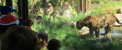 Kids watching a leopard in his cage at the Los Angeles Zoo Summer Camp